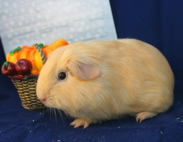 Морская свинка Селф (Self): элегантный аристократ с идеальным окрасом