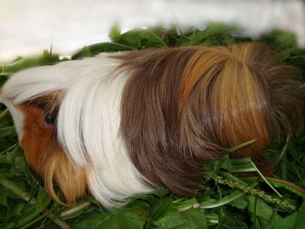 Перуанская морская свинка: аристократ с шикарной шерстью