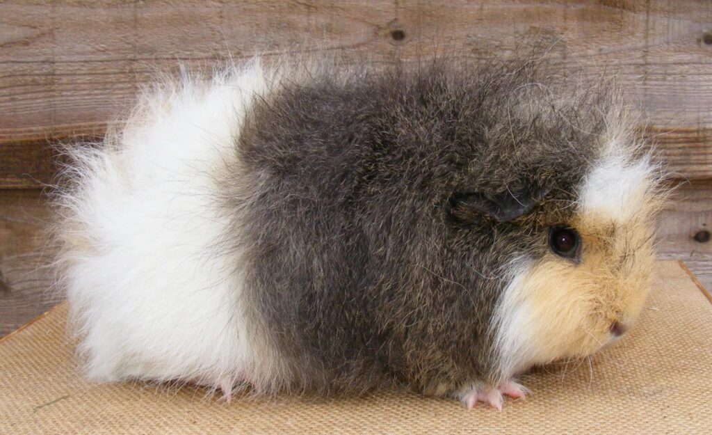 Швейцарский Тедди (Swiss Teddy) — энциклопедия пород морских свинок