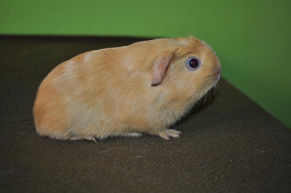 Американский и Английский крестед: Энциклопедия морских свинок