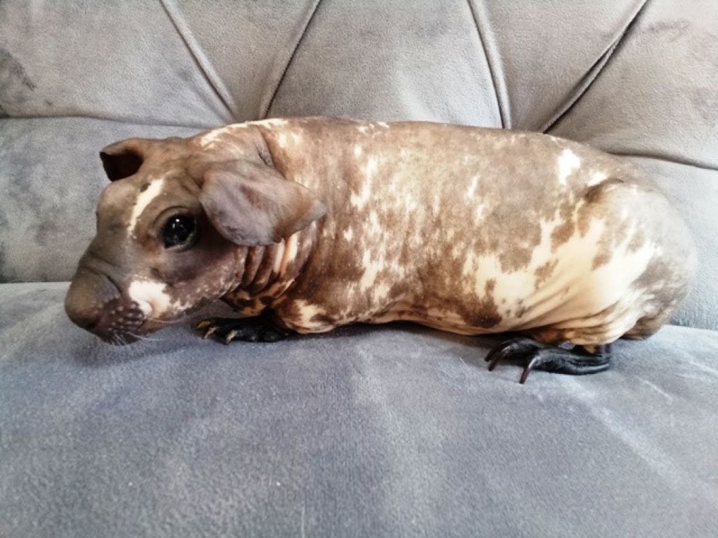 Морская свинка Болдуин: Полное описание породы, фото, уход и содержание