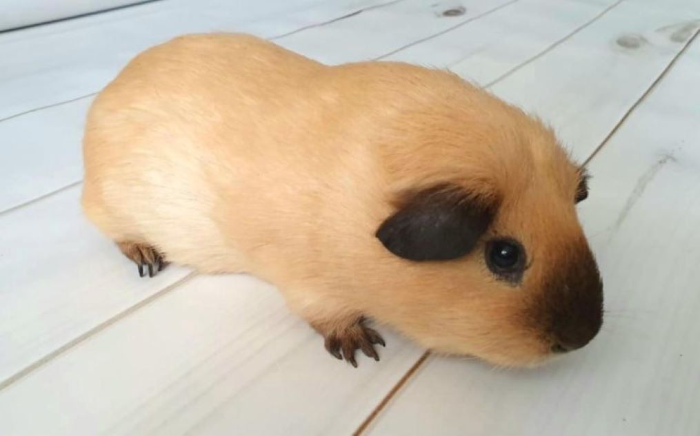 Калифорнийская морская свинка: описание породы, окраса и ухода