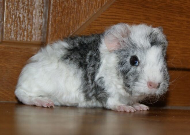 Керли (Curly Guinea Pig): Самая новая кудряшка в мире морских свинок