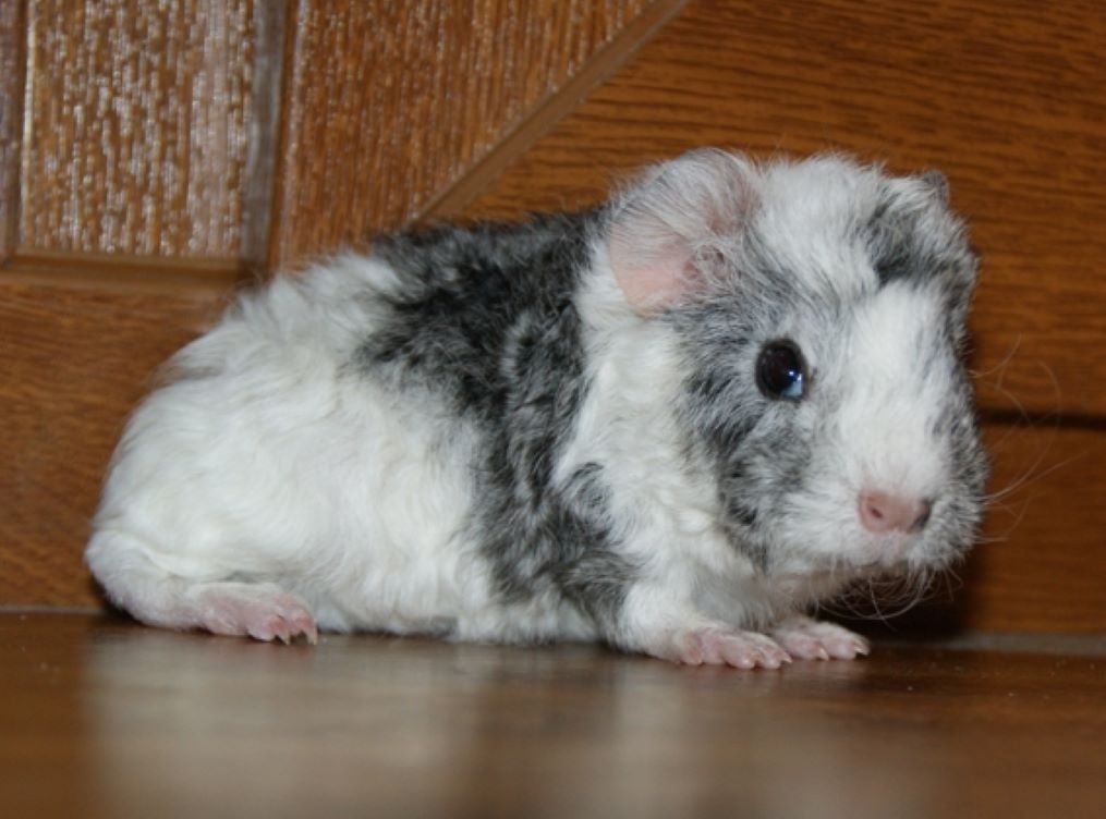 Керли (Curly Guinea Pig): Самая новая кудряшка в мире морских свинок