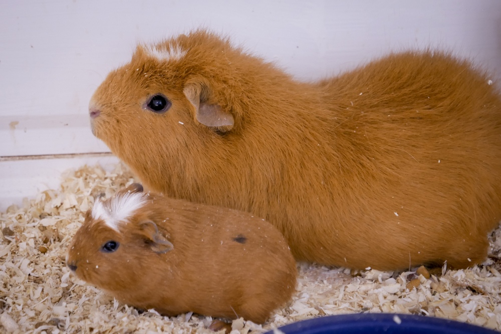 Куи (Cuy) — гигантская морская свинка