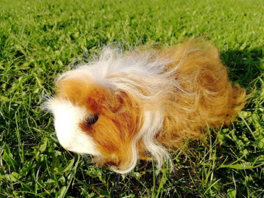 Морская свинка породы Мерино: кудрявое королевское чудо