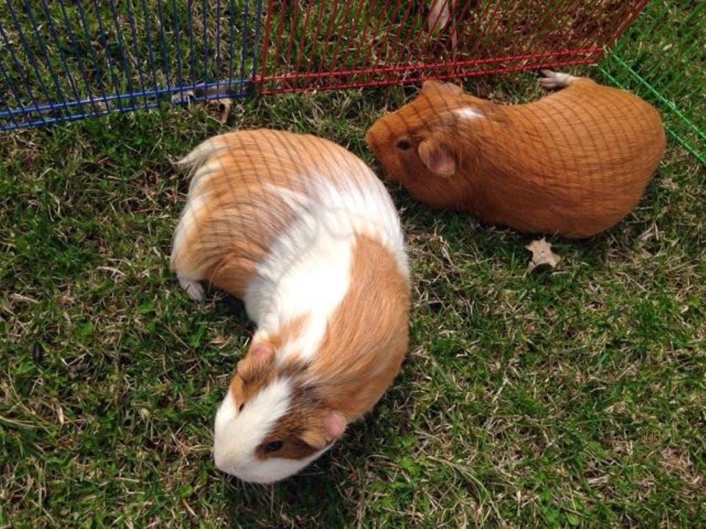 Нужно ли выгуливать морскую свинку? Польза и правила безопасных прогулок