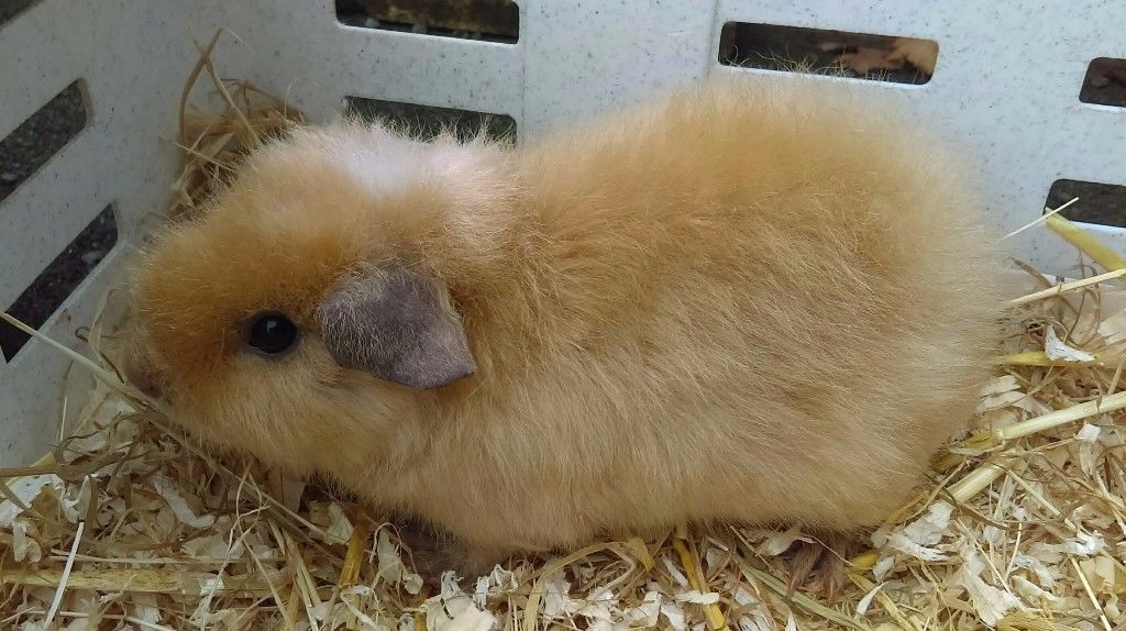 Морская свинка Рекс: Королевская кучеряшка