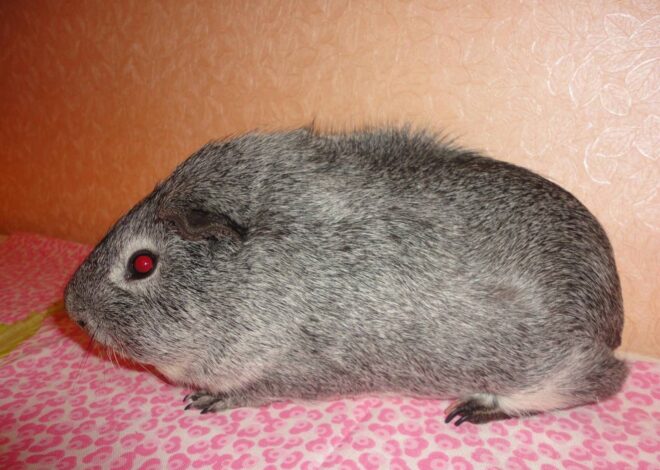 Порода морской свинки риджбек: уникальный гребень на спинке