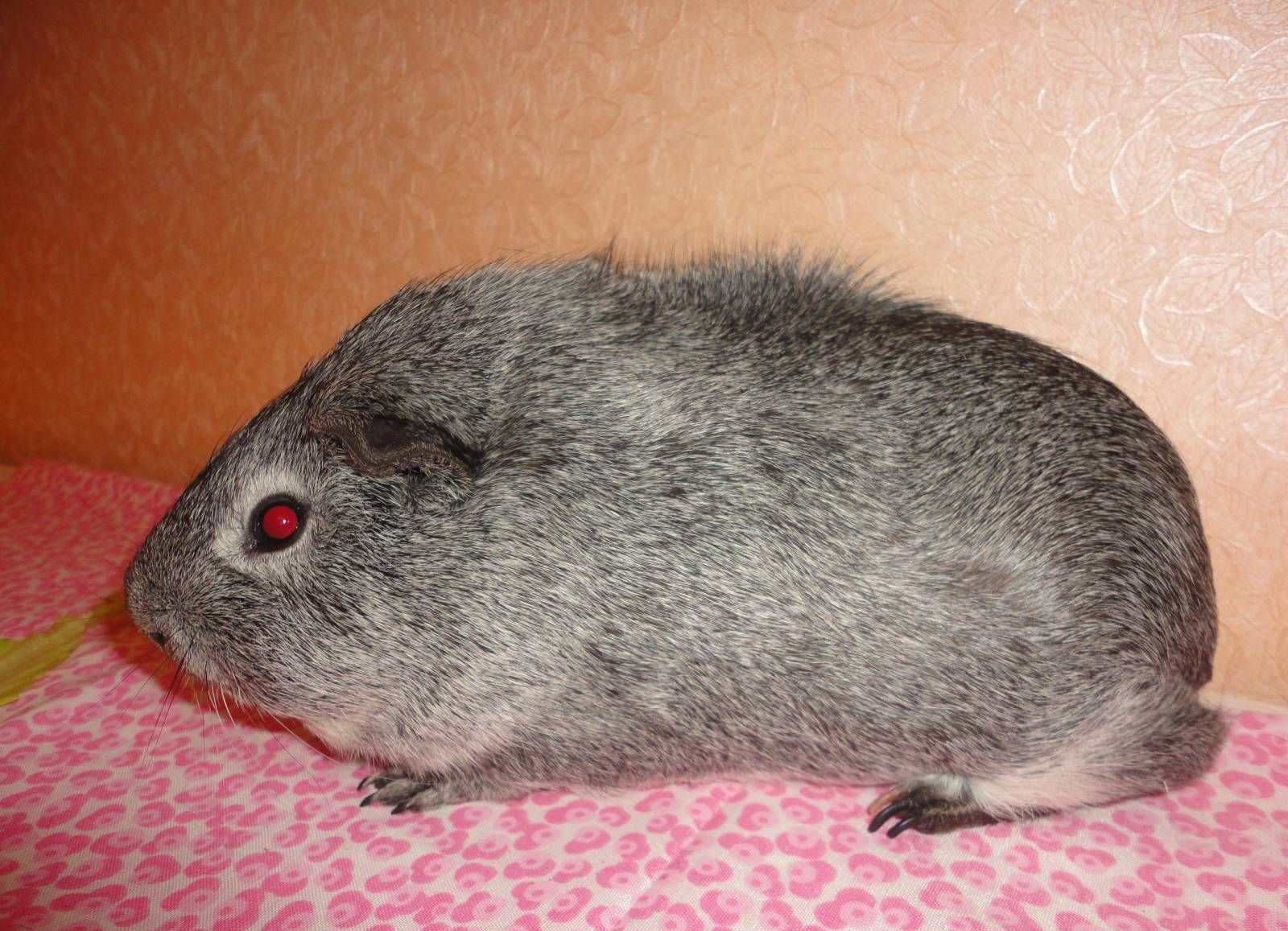 Порода морской свинки риджбек: уникальный гребень на спинке