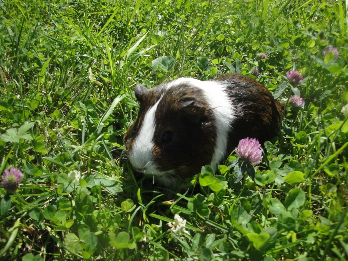 Зелень для здоровья: полный гид по травам в рационе морских свинок