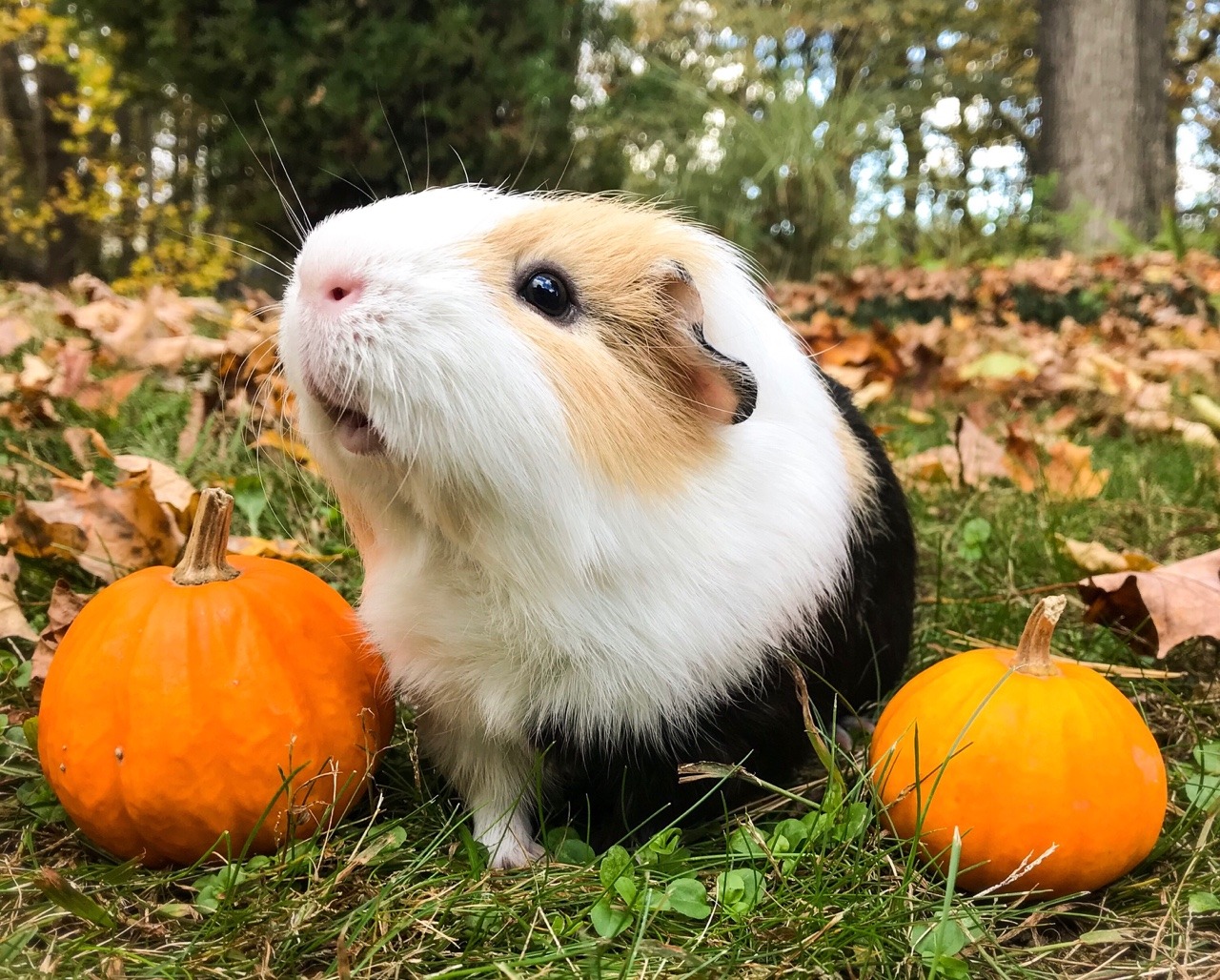 Можно ли морским свинкам тыкву? Польза, вред и правила кормления