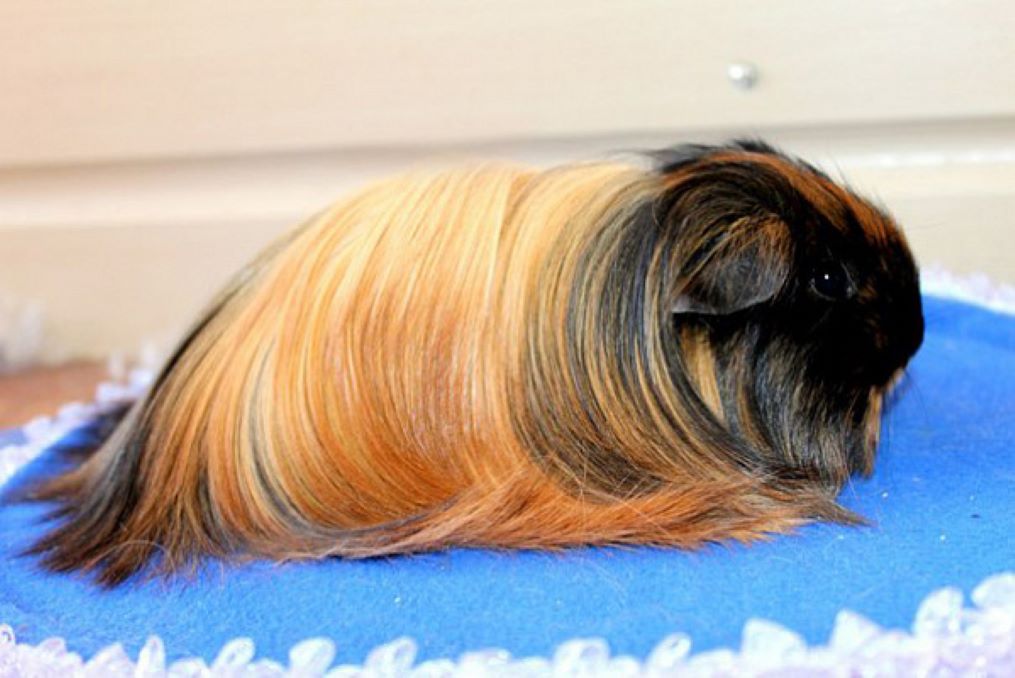 Морская свинка шелти: королевская особа с роскошной шевелюрой