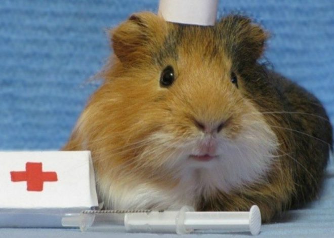 Здоровье морских свинок: какие болезни подстерегают питомца и как его защитить