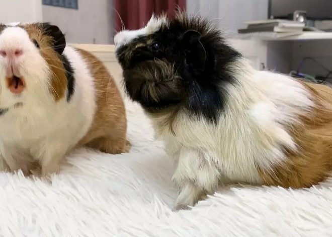 Говорящие свинки: учимся понимать язык питомца