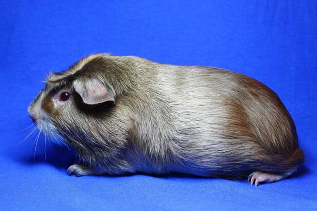 Сатиновая морская свинка: сияние и генетика