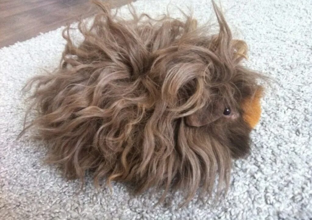 Морская свинка Лункария: порода, похожая на овечку