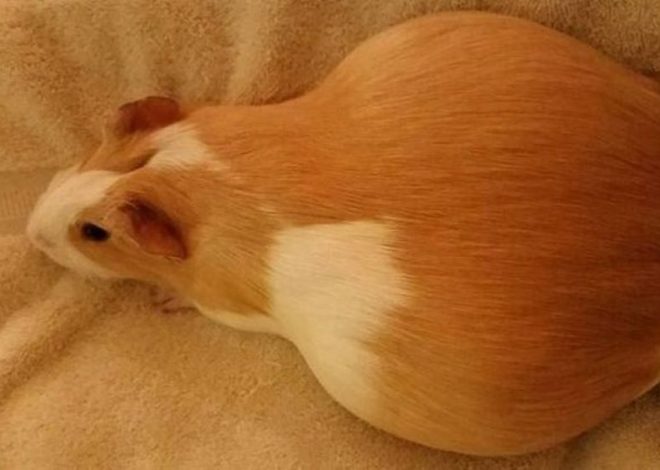 Беременность морской свинки: полный гид по уходу от А до Я