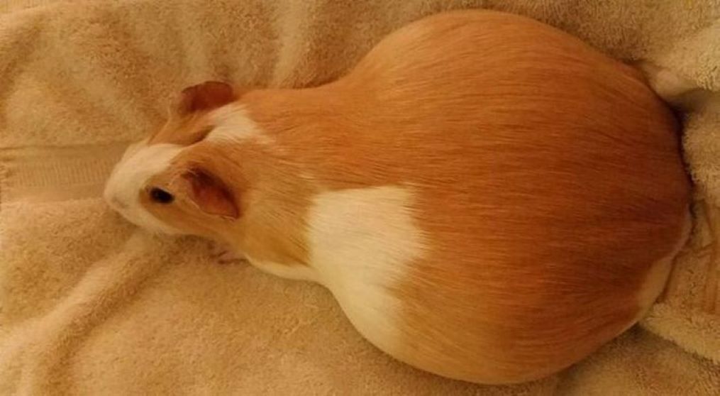 Беременность морской свинки: полный гид по уходу от А до Я