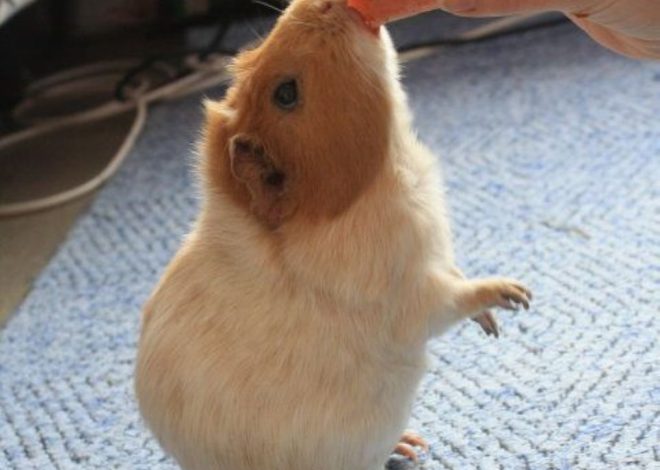 Как подружиться с морской свинкой: полное руководство по приручению и простым трюкам