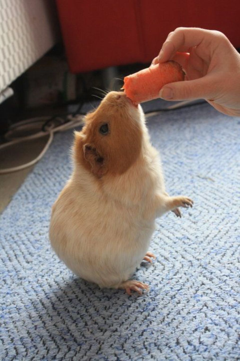Как подружиться с морской свинкой: полное руководство по приручению и простым трюкам