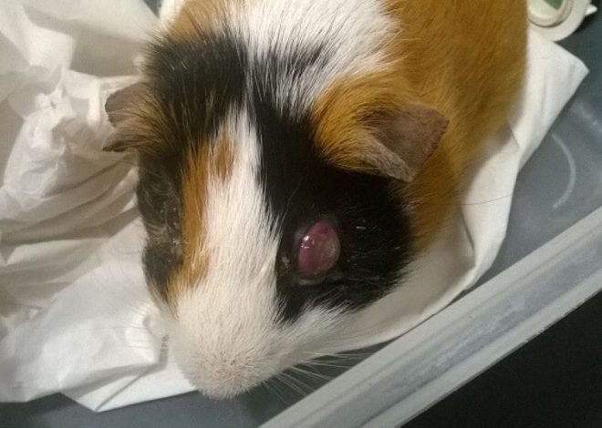 Заболевания глаз у морских свинок: полное руководство для владельцев