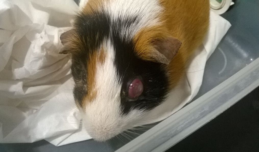 Заболевания глаз у морских свинок: полное руководство для владельцев