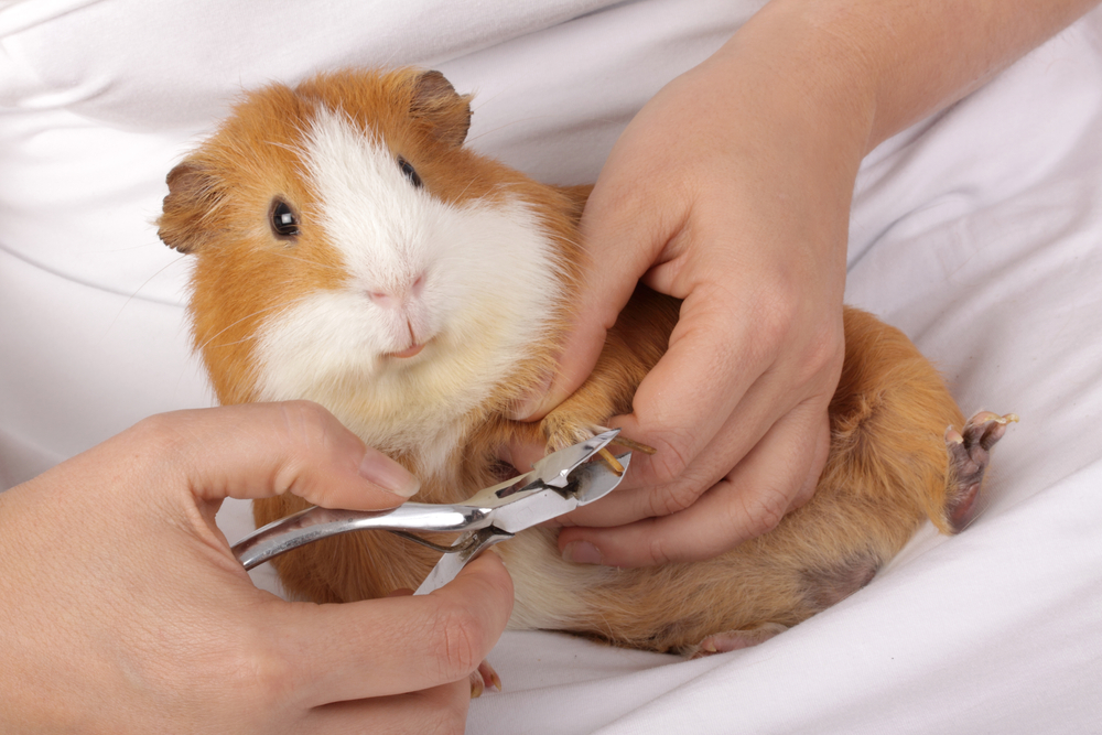 Маникюр для питомца: как подстричь когти морской свинке безопасно и без стресса