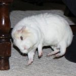 Попкорнинг у морских свинок: почему ваш питомец прыгает от счастья
