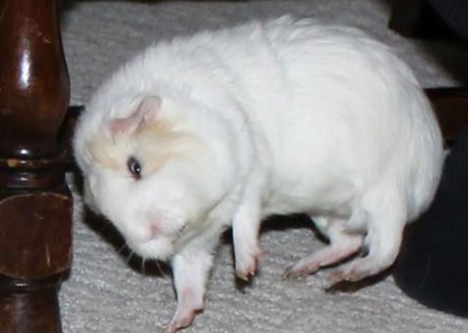 Попкорнинг у морских свинок: почему ваш питомец прыгает от счастья