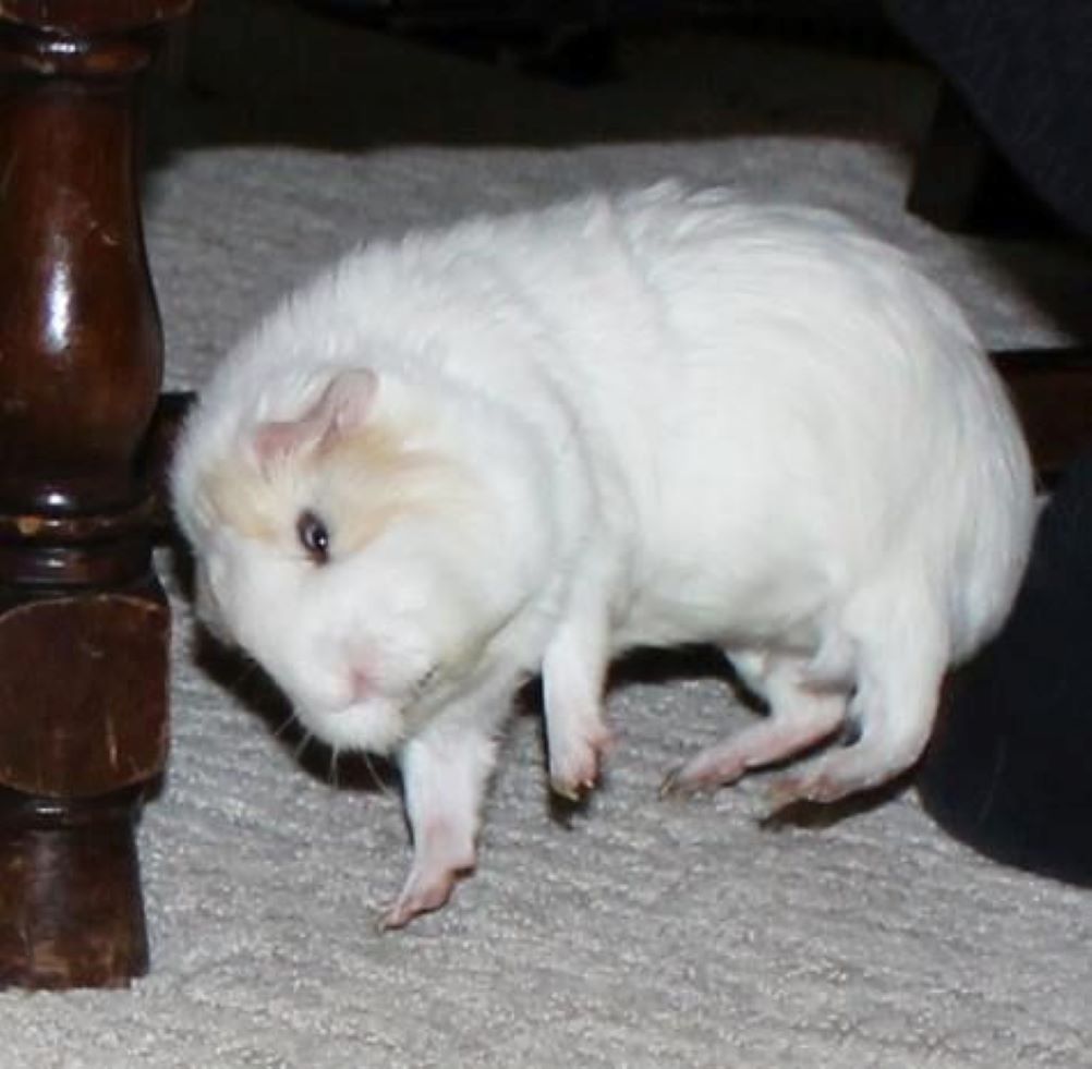 Попкорнинг у морских свинок: почему ваш питомец прыгает от счастья