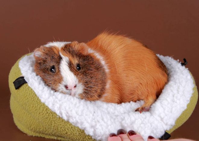 Простуда у морской свинки: как распознать и что делать?