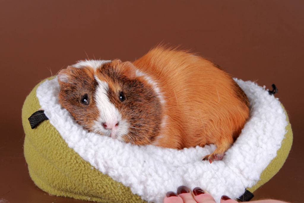 Простуда у морской свинки: как распознать и что делать?