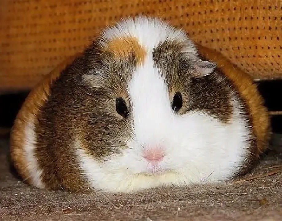 Ожирение у морской свинки: причины и помощь питомцу