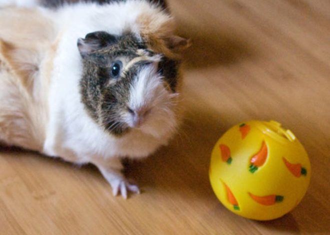 Игры с морской свинкой: Полное руководство по развлечениям дома и на прогулке