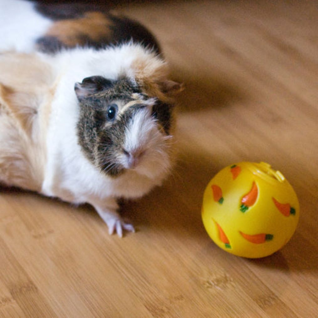 Игры с морской свинкой: Полное руководство по развлечениям дома и на прогулке