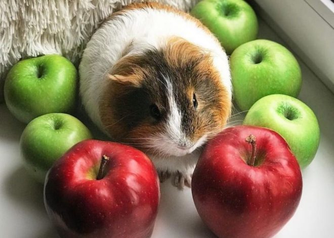Можно ли морским свинкам яблоки? Полное руководство для заботливых хозяев
