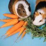 Морковь в рационе морской свинки: польза, норма и правила кормления