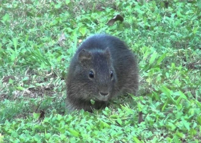 Морские свинки в дикой природе: как живут их далекие предки
