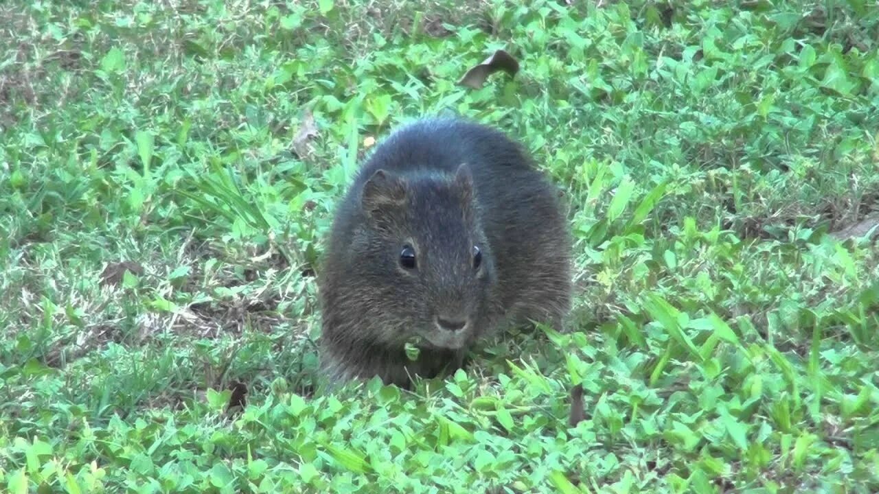 Морские свинки в дикой природе: как живут их далекие предки