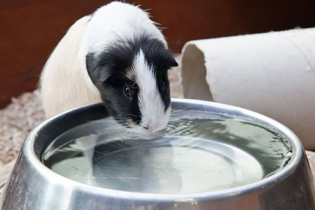 Летняя опасность: 10 способов спасти морскую свинку от жары и перегрева
