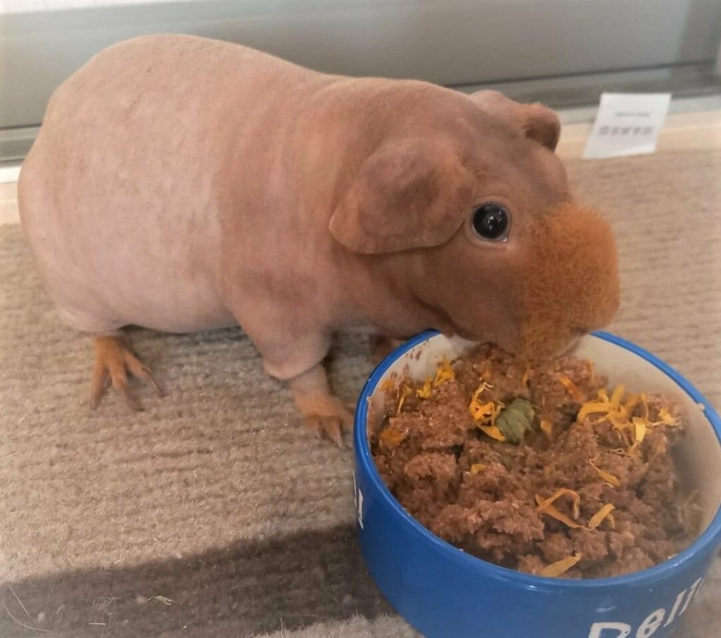 Отруби в рационе морских свинок: полезная добавка или лишний вес?