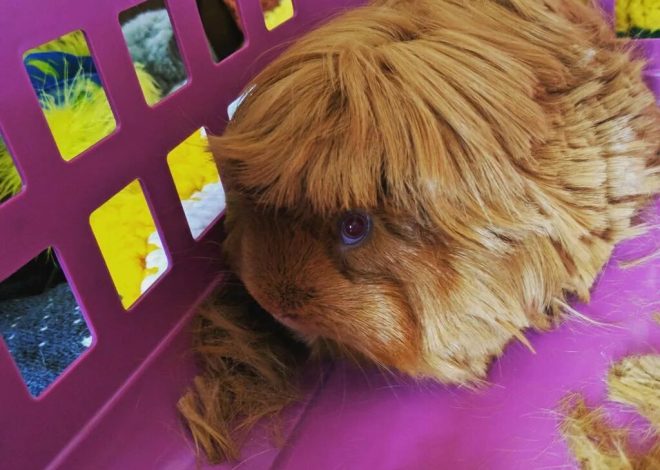 Шерстяной вопрос: полный гид по уходу за шерстью морских свинок