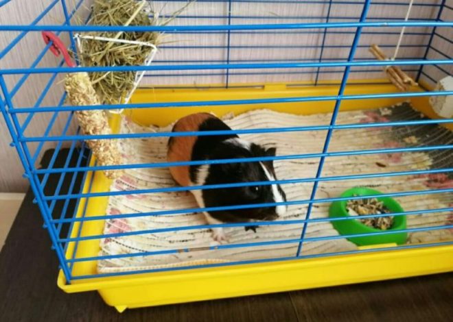 Какую подстилку выбрать для морской свинки? Полный гид по наполнителям