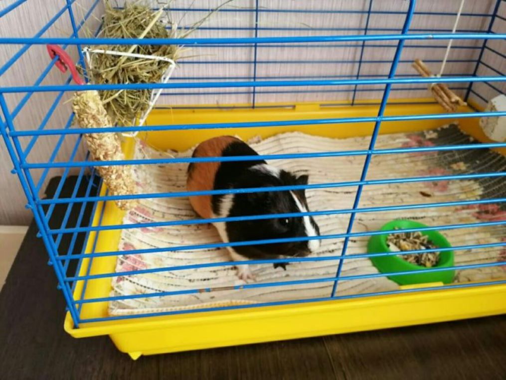 Какую подстилку выбрать для морской свинки? Полный гид по наполнителям