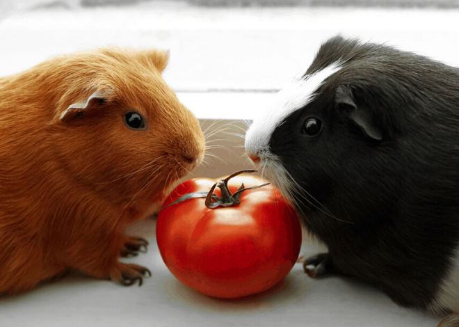 Можно ли морским свинкам помидоры? Полное руководство для заботливых владельцев