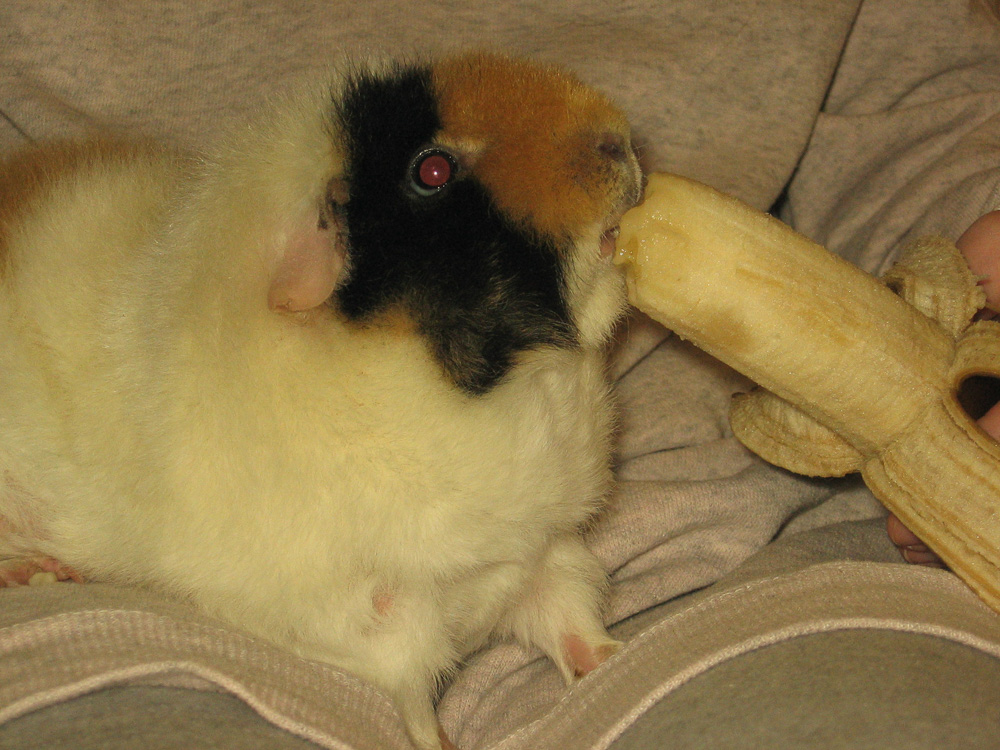 Можно ли морским свинкам бананы: польза, вред и правила кормления