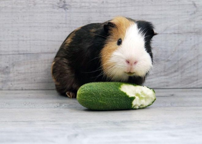 Огурец в рационе морской свинки: польза, риски и нормы кормления