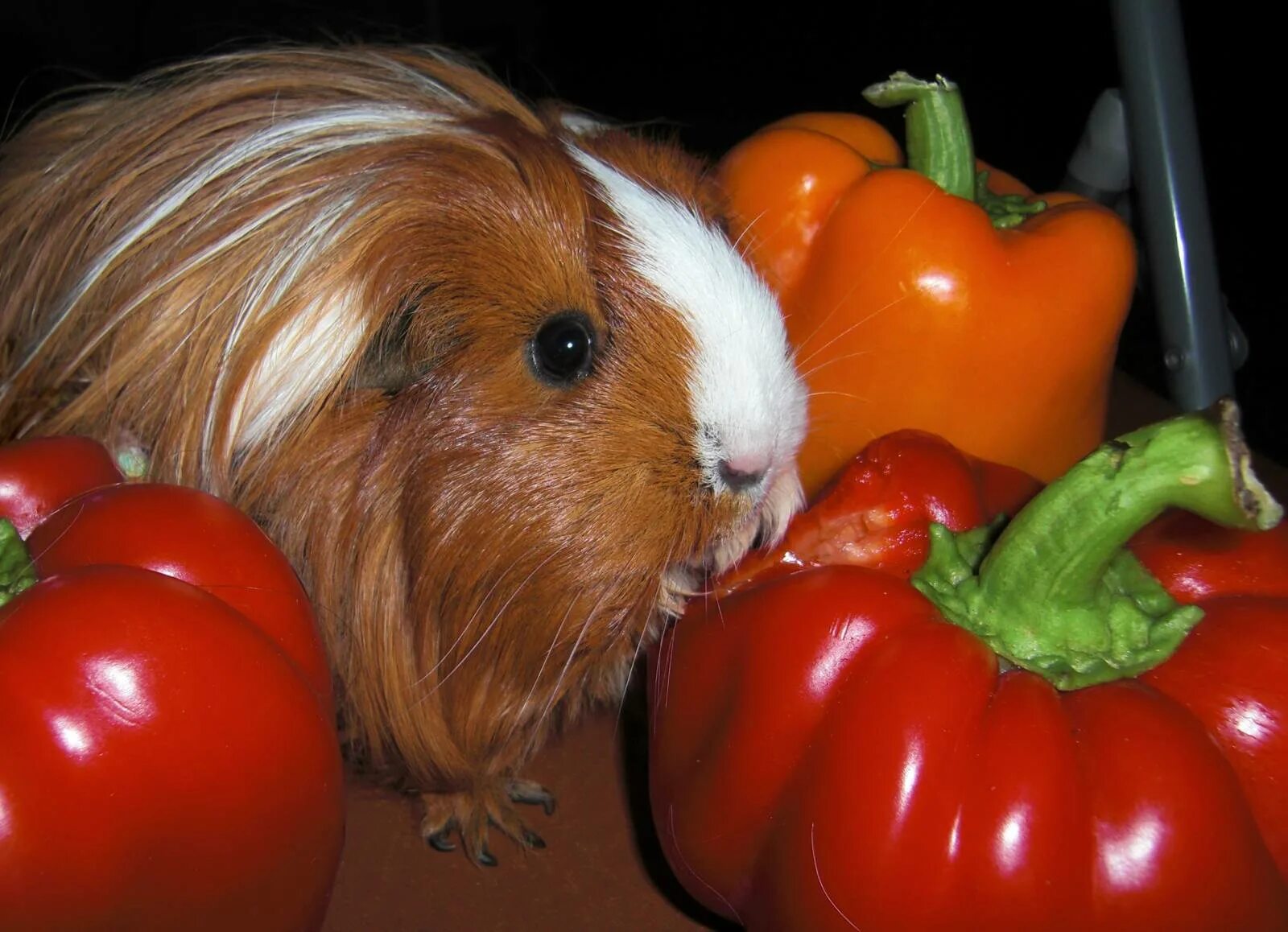 Можно ли морским свинкам болгарский перец? Польза, риски и правила кормления
