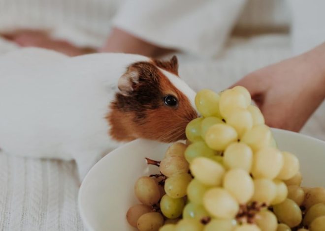 Можно ли морским свинкам виноград: сладкое угощение с осторожностью